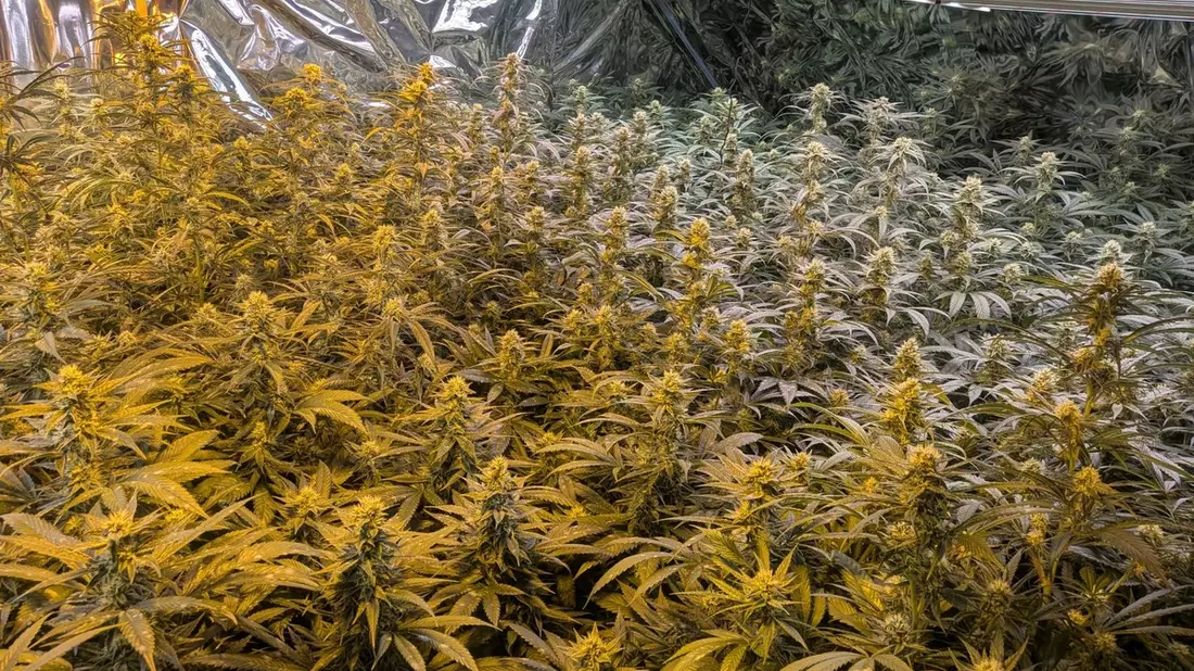POL-SI: Polizei hebt Cannabisplantage aus- #polsiwi - Bild: presseportal.de