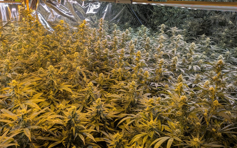 POL-SI: Polizei hebt Cannabisplantage aus- #polsiwi - Foto: presseportal.de