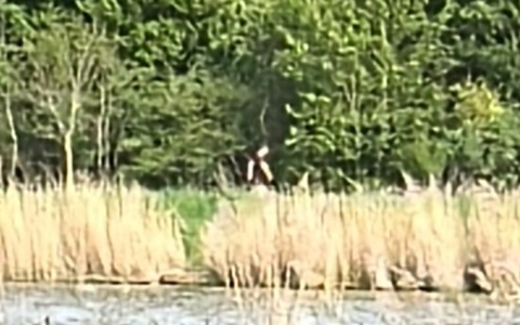 POL-IZ: 260507.1 Kudensee: 2.000 Euro Belohnung nach mehreren Bränden - Polizei veröffentlicht Foto - Foto: presseportal.de