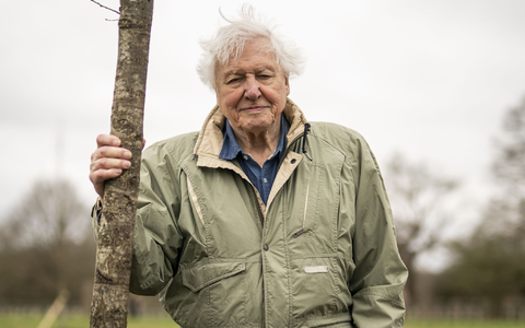 Der britische Naturforscher und Dokumentarfilmer David Attenborough feiert seinen 100. Geburtstag. (Archivbild) - Foto: Aaron Chown/PA Wire/dpa