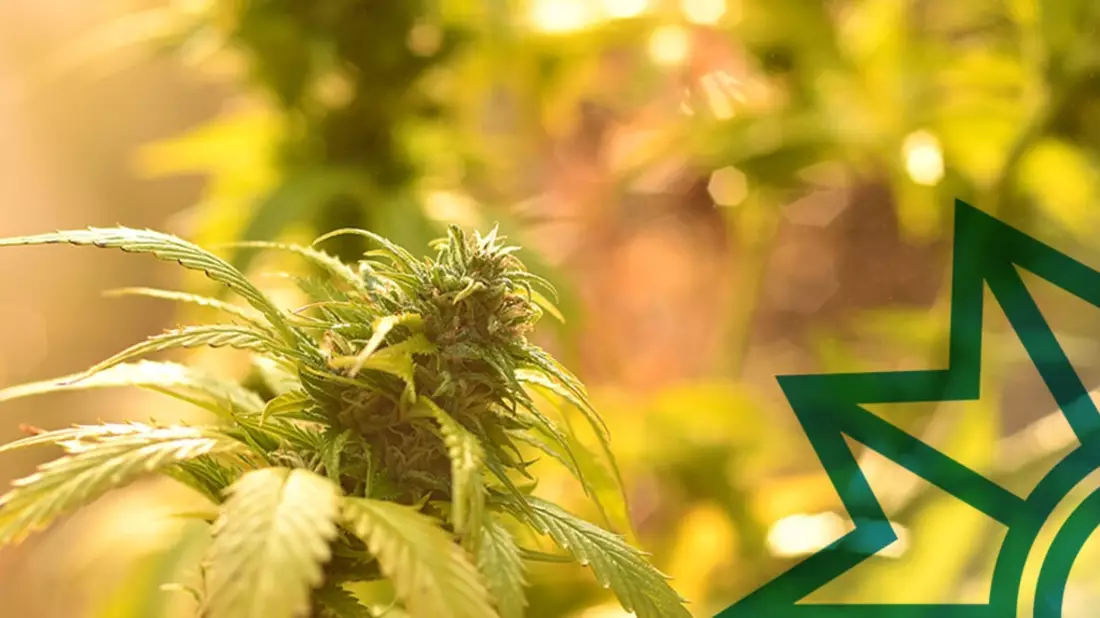 POL-PDNW: THC positiv - Bild: presseportal.de