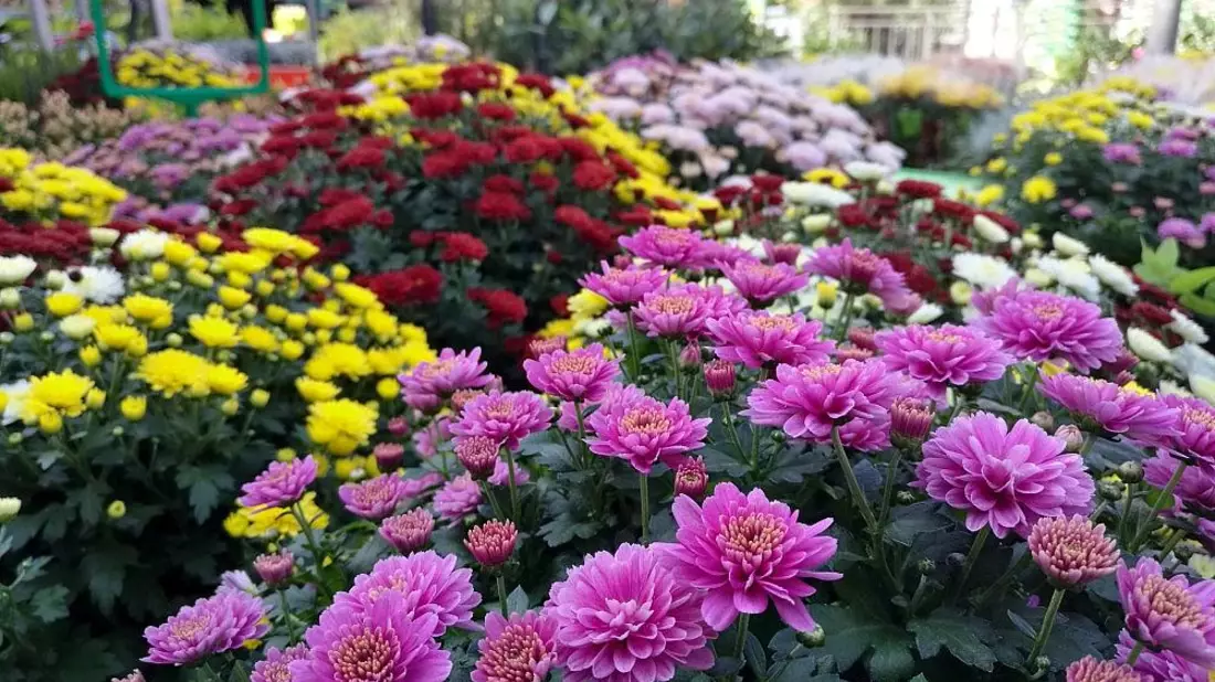 Blumen im Gartenfachgeschäft (Archiv) - Bild: via dts Nachrichtenagentur