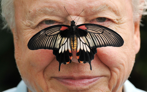 Zu seinem 100. Geburtstag erhielt David Attenborough einen persönlichen Brief von König Charles. (Archivfoto) - Foto: John Stillwell/PA Wire/dpa