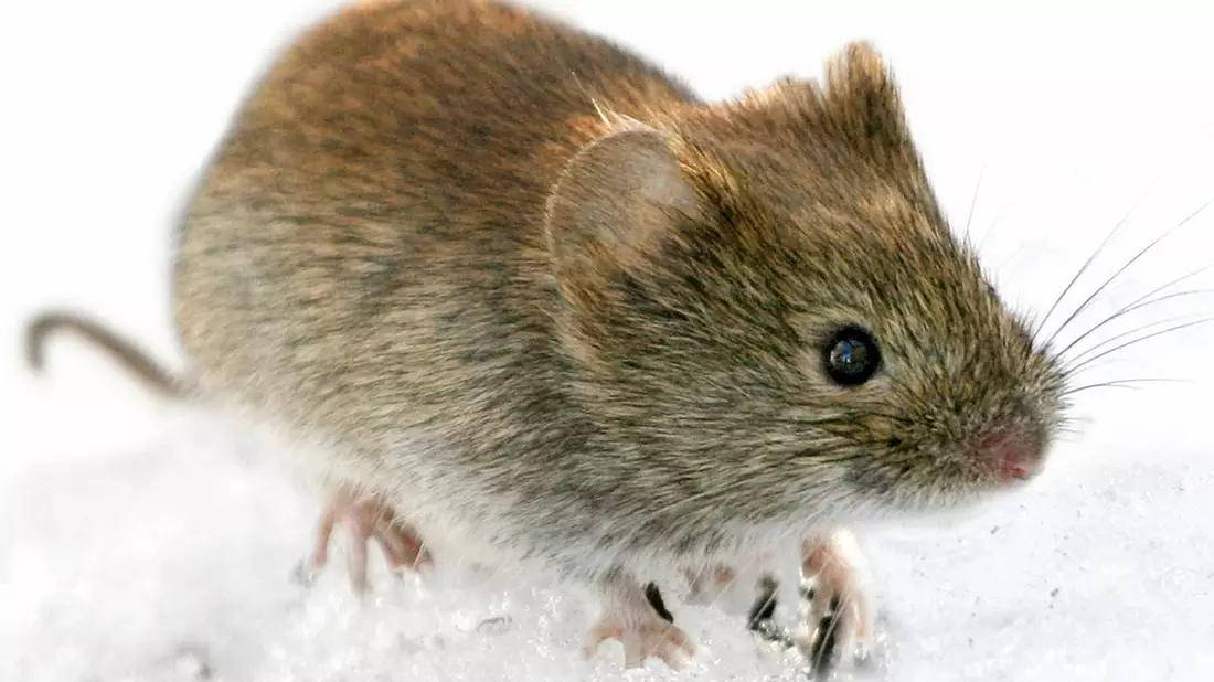 Die Rötelmaus (Clethrionomys glareolus) kann in Deutschland Hantaviren übertragen. (Archivbild) - Bild: Kimmo Taskinen/STT-Lehtikuva/dpa