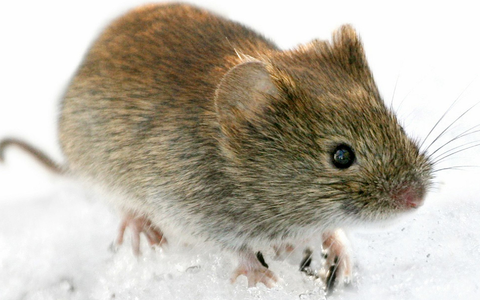 Die Rötelmaus (Clethrionomys glareolus) kann in Deutschland Hantaviren übertragen. (Archivbild) - Foto: Kimmo Taskinen/STT-Lehtikuva/dpa