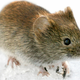 Die Rötelmaus (Clethrionomys glareolus) kann in Deutschland Hantaviren übertragen. (Archivbild) - Foto: Kimmo Taskinen/STT-Lehtikuva/dpa