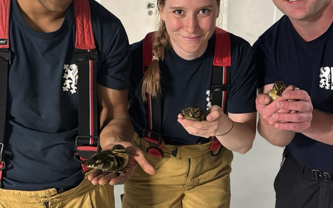 FW Dresden: Ente gut, alles gut: Erfolgreiche Tierrettung - Foto: presseportal.de
