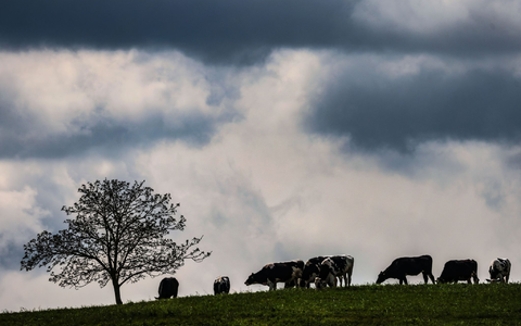 Zwischen dem Alpenrand und der Lausitz werden laut DWD am Montag teils starke Gewitter erwartet. (Archivbild) - Foto: Oliver Berg/dpa