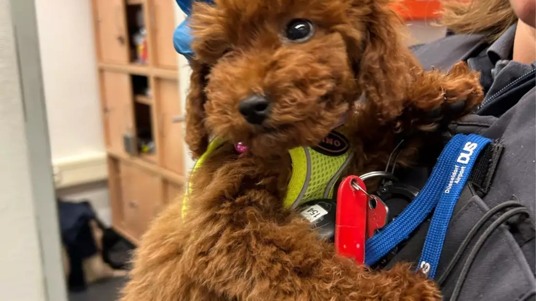 HZA-D: Zoll übergibt deutlich zu jungen Hund mit gefälschten Papieren an Tierheim / Reisende am Flughafen Düsseldorf wollte Hund am Zoll vorbeischmuggeln - Bild: presseportal.de