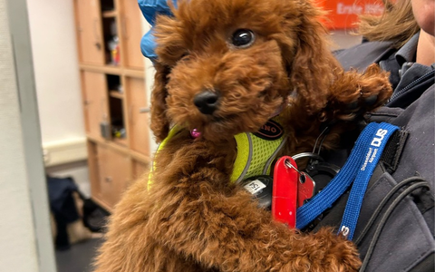 HZA-D: Zoll übergibt deutlich zu jungen Hund mit gefälschten Papieren an Tierheim / Reisende am Flughafen Düsseldorf wollte Hund am Zoll vorbeischmuggeln - Foto: presseportal.de
