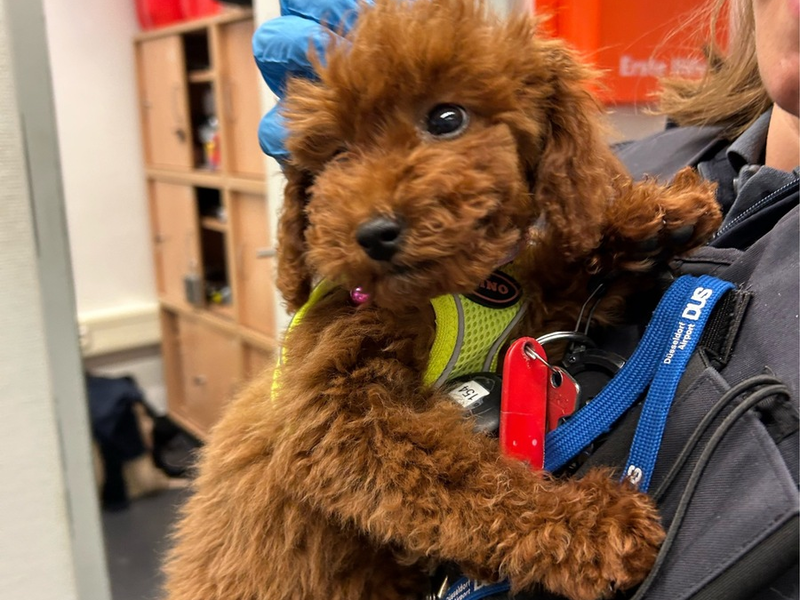 HZA-D: Zoll übergibt deutlich zu jungen Hund mit gefälschten Papieren an Tierheim / Reisende am Flughafen Düsseldorf wollte Hund am Zoll vorbeischmuggeln - Foto: presseportal.de
