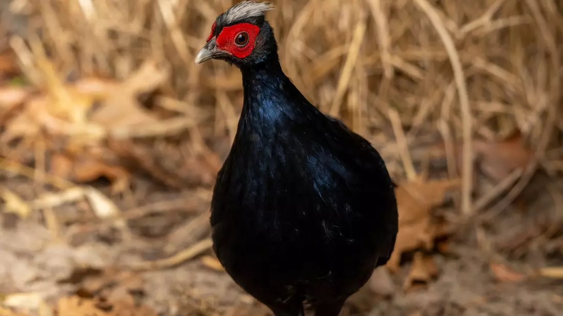 Vietnamesische Fasane gehören zu den seltensten Vogelarten der Welt. - Bild: Jon A. Juarez/Tierpark Berlin/dpa