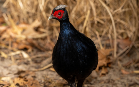 Vietnamesische Fasane gehören zu den seltensten Vogelarten der Welt. - Foto: Jon A. Juarez/Tierpark Berlin/dpa