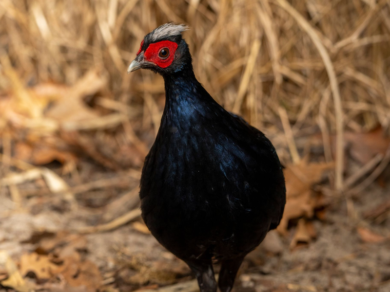 Vietnamesische Fasane gehören zu den seltensten Vogelarten der Welt. - Foto: Jon A. Juarez/Tierpark Berlin/dpa