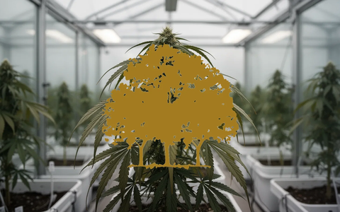 Canopy Growth: Seitwärtsphase ohne Katalysator - Foto: über boerse-global.de