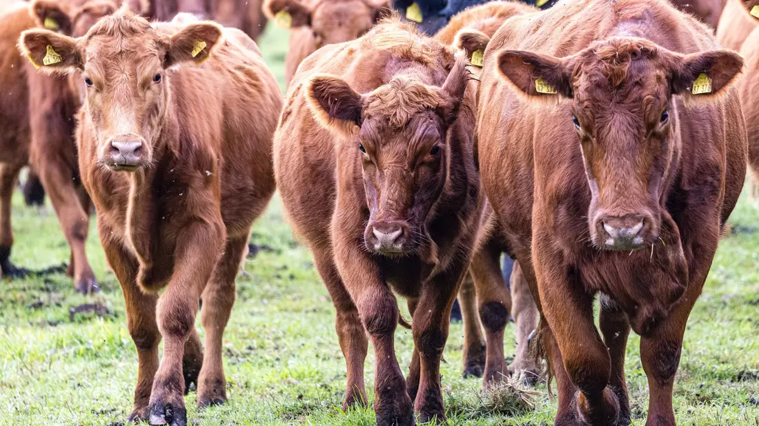 Viehdiebe schocken Landwirte in Südbrandenburg. (Symbolbild) - Bild: Frank Hammerschmidt/dpa