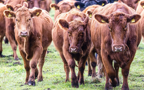 Viehdiebe schocken Landwirte in Südbrandenburg. (Symbolbild) - Foto: Frank Hammerschmidt/dpa