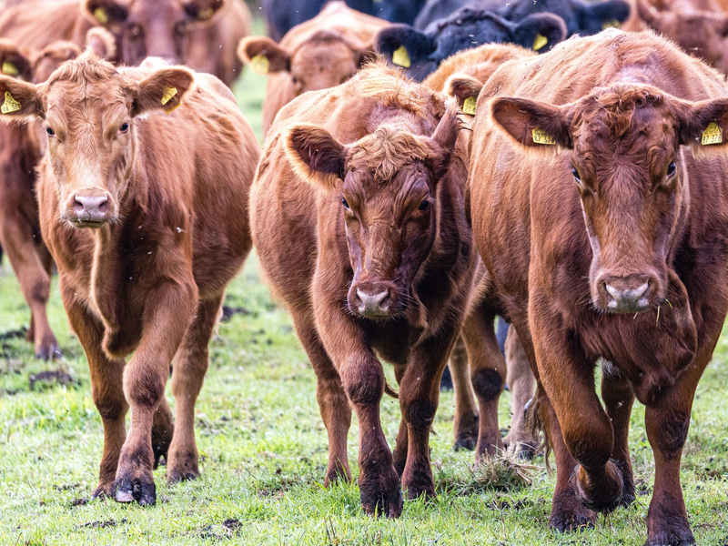 Viehdiebe schocken Landwirte in Südbrandenburg. (Symbolbild) - Foto: Frank Hammerschmidt/dpa