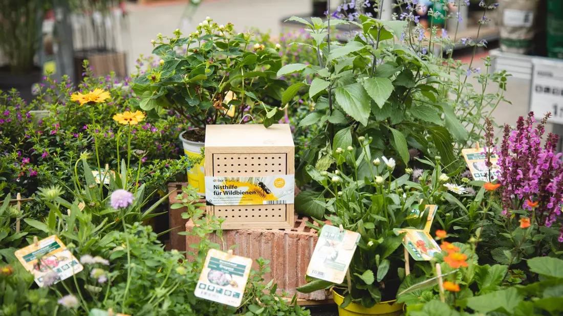 Gemeinsam für summende Gärten: toom engagiert sich für Insektenschutz / Spendenaktion zugunsten der Heinz Sielmann-Stiftung rund um den Weltbienentag unterstützt Biodiversität und Naturschutzprojekte - Bild: presseportal.de