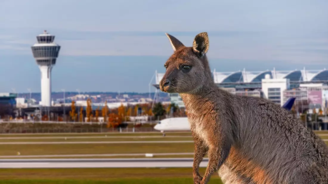 Animal Takeoff: BR-Dokuserie erzählt Tiergeschichten rund um den Münchner Flughafen - Bild: presseportal.de