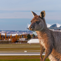 Animal Takeoff: BR-Dokuserie erzählt Tiergeschichten rund um den Münchner Flughafen - Foto: presseportal.de