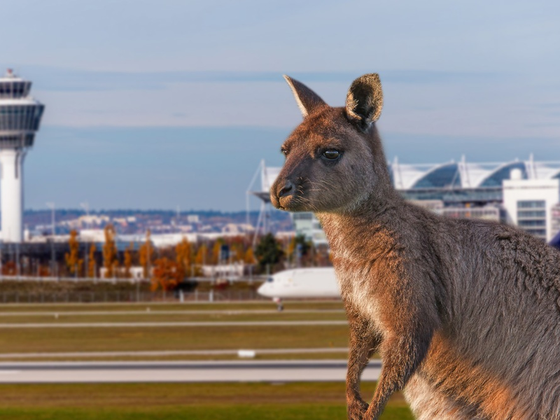Animal Takeoff: BR-Dokuserie erzählt Tiergeschichten rund um den Münchner Flughafen - Foto: presseportal.de