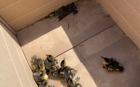POL-HI: Entenfamilie aus misslicher Lage gerettet - Foto: presseportal.de