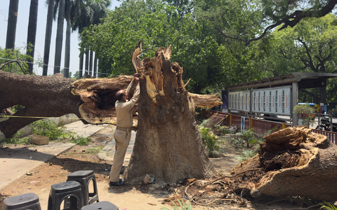 Ein Mitglied der Zivilschutzorganisation bindet ein Seil an einen umgestürzten Baum, um nach Stürmen und starken Regenfällen eine Notunterkunft zu errichten. - Foto: Rajesh Kumar Singh/AP/dpa