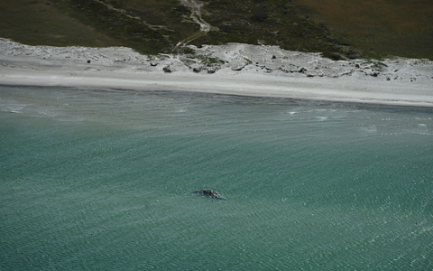 Unklar ist, ob es sich um den Wal handelt, der Ende März erstmals vor Timmendorfer Strand gestrandet war und rund einen Monat später in den Skagerrak, Nordsee, transportiert worden wurde. - Foto: Jonas Walzberg/dpa