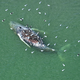 Ein Toter Wal wurde vor der dänischen Insel Anholt entdeckt. - Foto: Jonas Walzberg/dpa