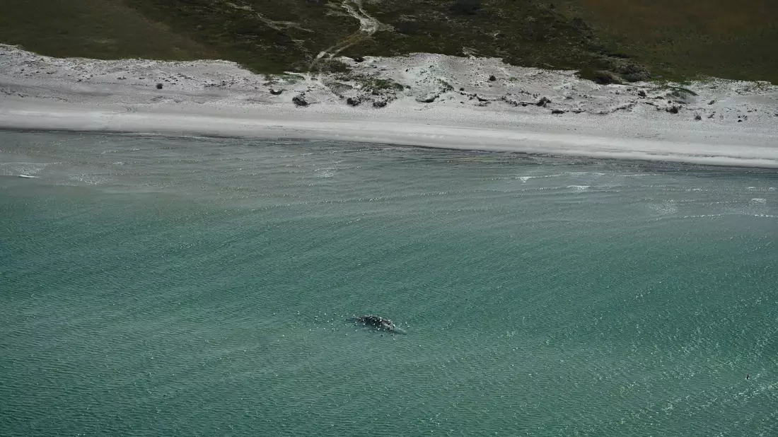 Unklar ist, ob es sich um den Wal handelt, der Ende März erstmals vor Timmendorfer Strand gestrandet war und rund einen Monat später in den Skagerrak, Nordsee, transportiert worden wurde. - Bild: Jonas Walzberg/dpa