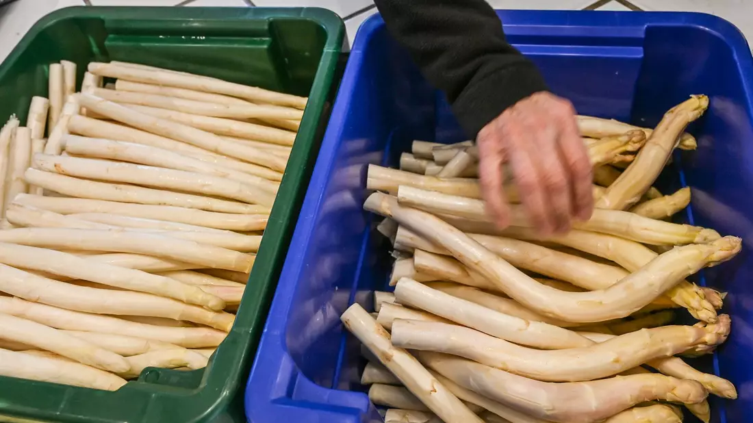 Derzeit bekommen Verbraucher Spargel so günstig wie sonst nicht in der Saison. (Archivbild) - Bild: Jens Kalaene/dpa
