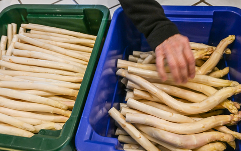 Derzeit bekommen Verbraucher Spargel so günstig wie sonst nicht in der Saison. (Archivbild) - Foto: Jens Kalaene/dpa