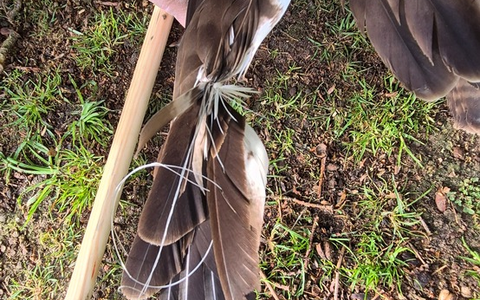 FFW Schiffdorf: Feuerwehr rettet Vogel aus misslicher Lage - Foto: presseportal.de