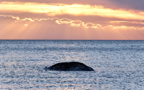 Gewebeproben des toten Wals sollen in Dänemark analysiert werden. - Foto: Marcus Golejewski/dpa