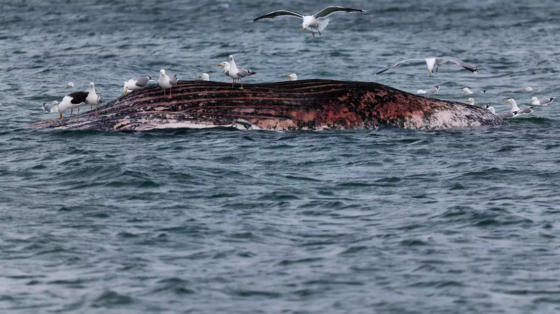 Ein gefundenes Fressen für die Möwen: der tote Wal vor Anholt. - Bild: Marcus Golejewski/dpa