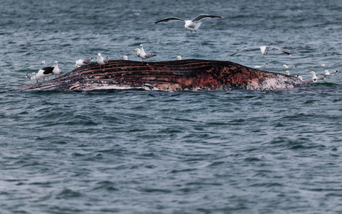 Ein gefundenes Fressen für die Möwen: der tote Wal vor Anholt. - Foto: Marcus Golejewski/dpa