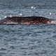 Ein gefundenes Fressen für die Möwen: der tote Wal vor Anholt. - Foto: Marcus Golejewski/dpa