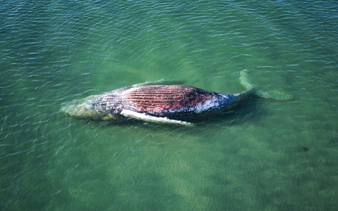 Die Reise des Buckelwals endete im flachen Wasser vor der dänischen Insel Anholt. - Foto: Marcus Golejewski/dpa