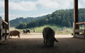 Hauptpreis VIKTORIA Main Competition für Schweizer Film The Narrative / kinokino Publikumspreis geht an BR-Doku When Pigs Fly (Wenn Schweine fliegen) - Foto: presseportal.de