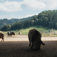 Hauptpreis VIKTORIA Main Competition für Schweizer Film The Narrative / kinokino Publikumspreis geht an BR-Doku When Pigs Fly (Wenn Schweine fliegen) - Foto: presseportal.de