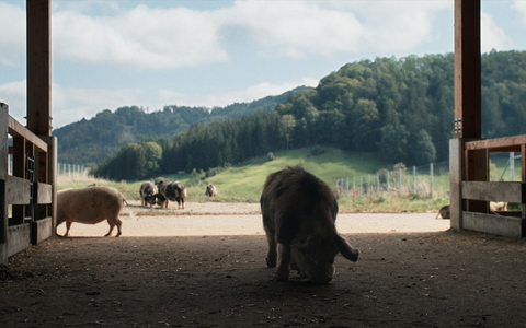 Hauptpreis VIKTORIA Main Competition für Schweizer Film The Narrative / kinokino Publikumspreis geht an BR-Doku When Pigs Fly (Wenn Schweine fliegen) - Foto: presseportal.de