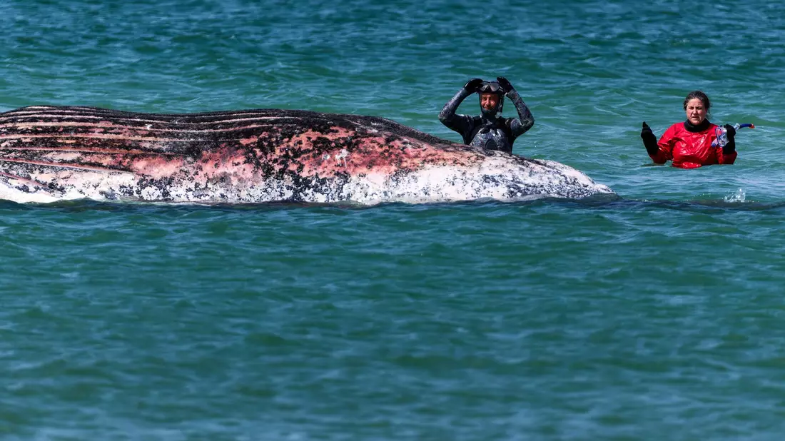 Der Buckelwal vor der dänischen Insel Anholt wurde anhand eines gefundenen Senders identifiziert. (Archivbild) - Bild: Marcus Golejewski/dpa