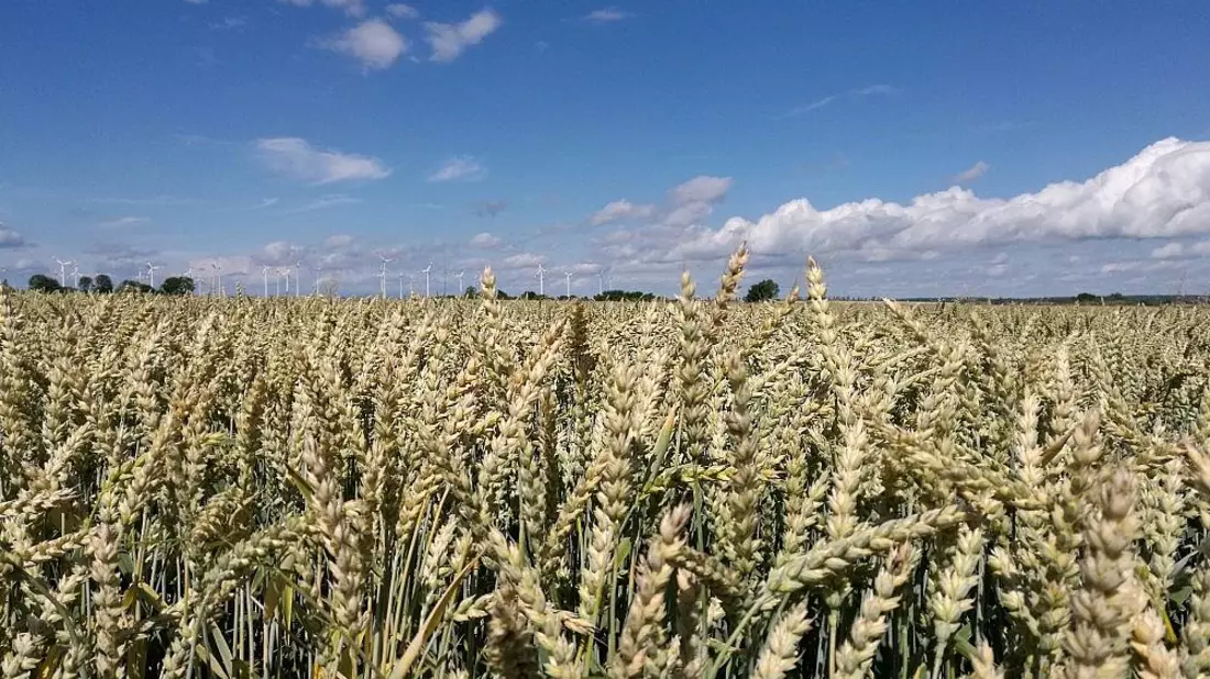 Raiffeisenverband: Hitze verursacht deutlichen Ernteverlust