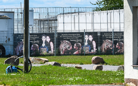 Das Tigergehege genügt laut Behörden nicht den Anforderungen. (Archivbild) - Foto: Heiko Rebsch/dpa