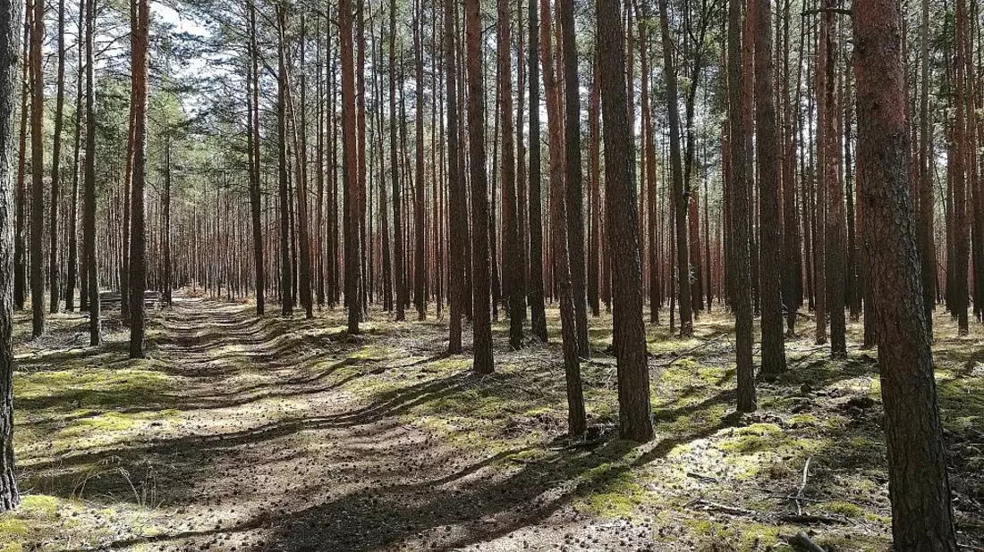 Wald (Archiv) - Bild: via dts Nachrichtenagentur