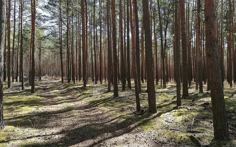 Wald (Archiv) - Foto: via dts Nachrichtenagentur