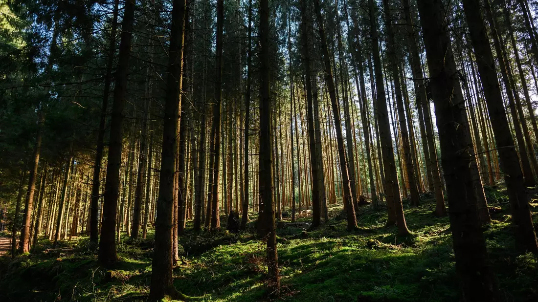 Der Zustand der deutschen Wälder bleibt angespannt. (Archivbild) - Bild: Jan-Philipp Strobel/dpa