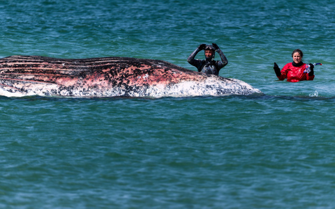 Der Buckelwal vor der dänischen Insel Anholt wurde anhand eines gefundenen Senders identifiziert. (Archivbild) - Foto: Marcus Golejewski/dpa