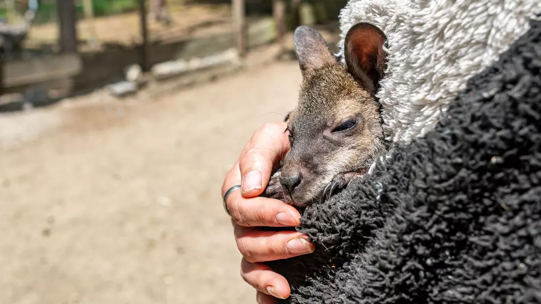Känguru Elli schaut aus dem Pulli von Tierpark-Chefin Nicole Hoffmeister. Sie zieht das verwaiste Jungtier groß. - Bild: Armin Weigel/dpa